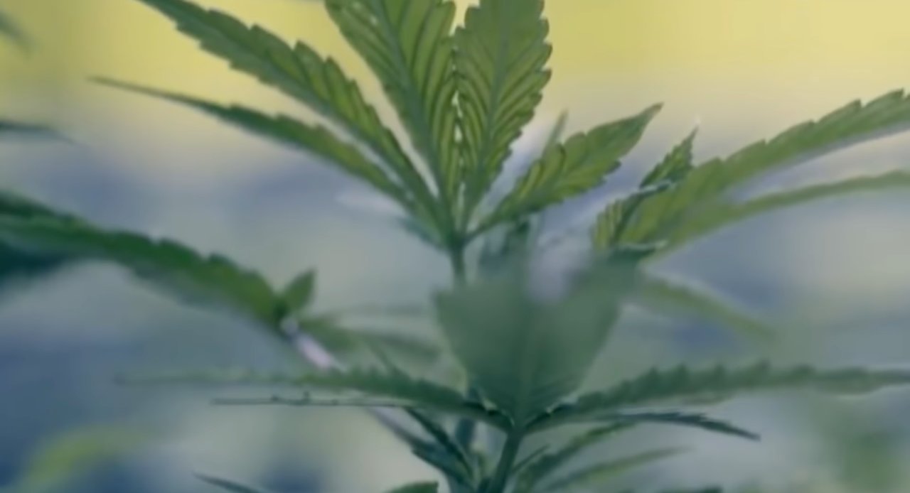 Una pianta di cannabis (screenshot youtube)