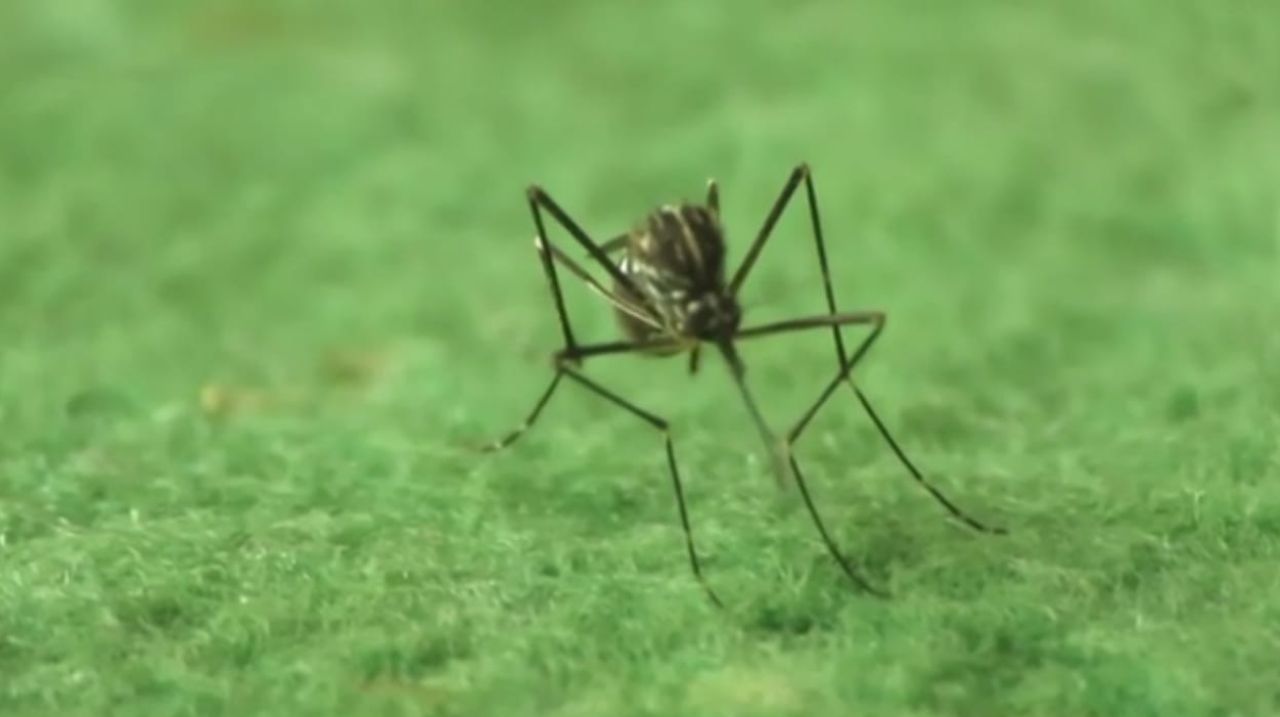 Aedes koreicus 