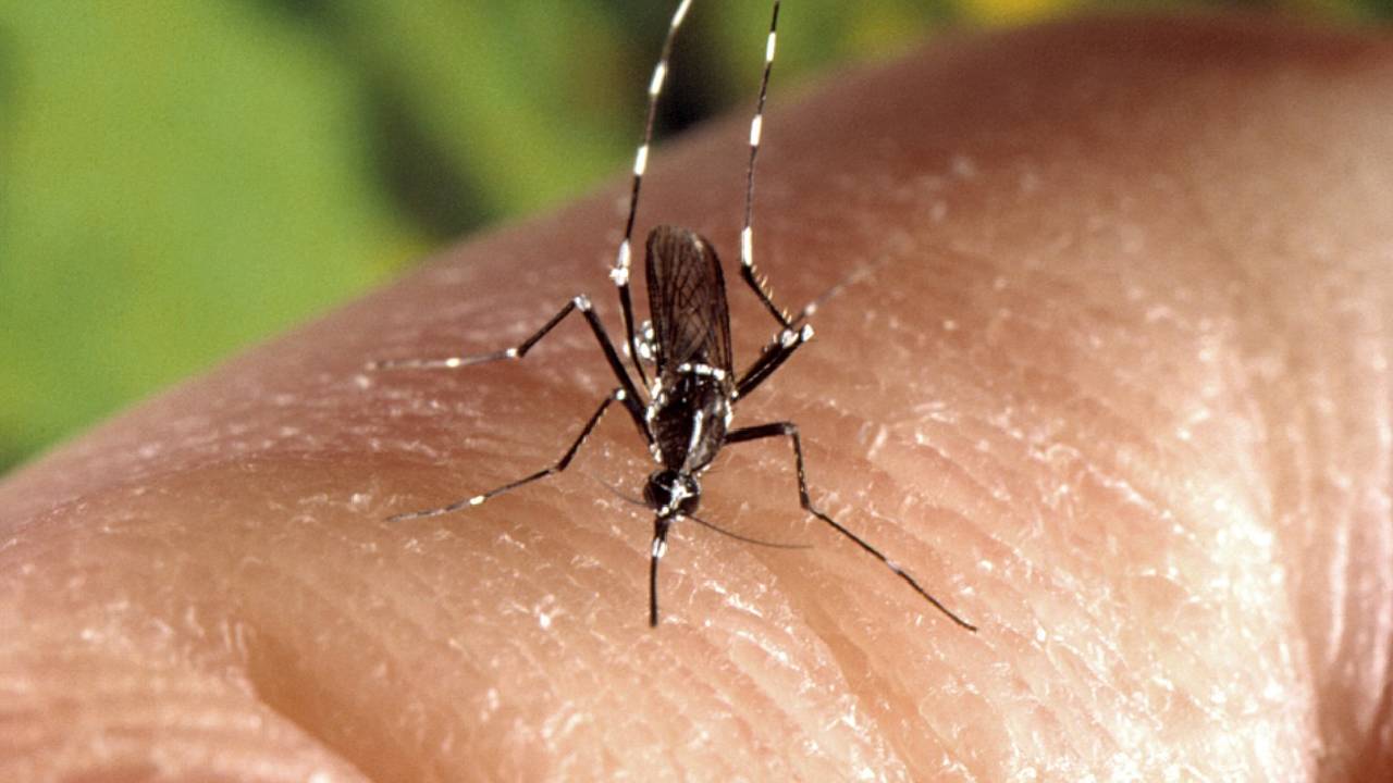 zanzara coreana pericolosa