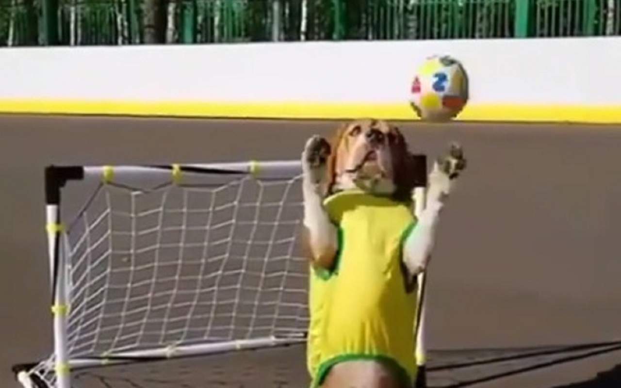 Cane portiere