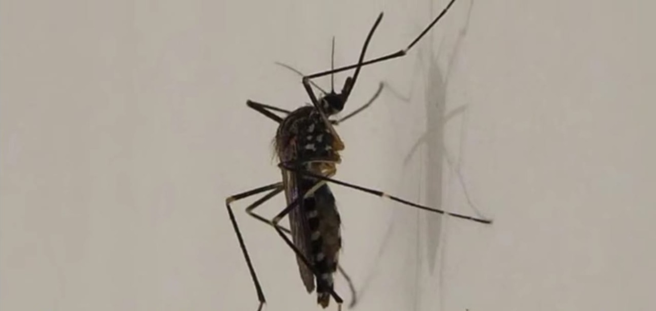 Aedes koreicus arriva dalla Corea
